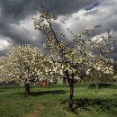 FVCW (11)-Trimpel-Helmut